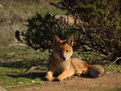 Lycalopex culpaeus culpaeus