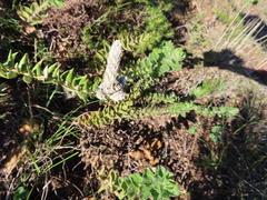 Phylica spicata spicata