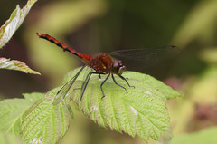 Arrenurus