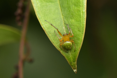 Araneus viridiventris