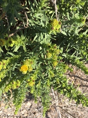 Deinandra clementina