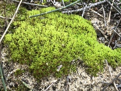 Syntrichia ruralis