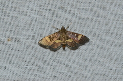 Syngamia falsidicalis