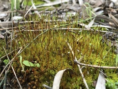 Syntrichia ruralis