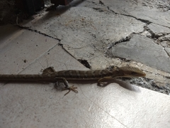 Gerrhonotus ophiurus
