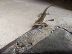 Gerrhonotus ophiurus
