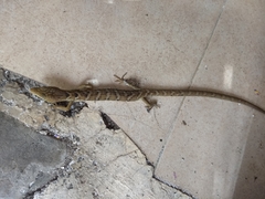 Gerrhonotus ophiurus