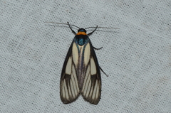 Macrobrochis prasena