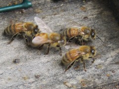 Apis mellifera