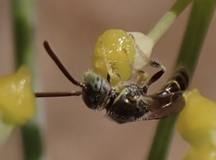 Nomioides