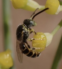 Nomioides