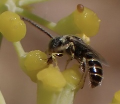 Nomioides