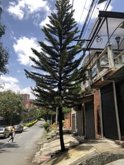Araucaria