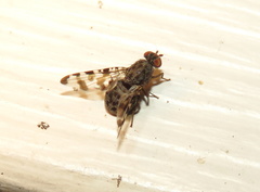 Pseudotephritis approximata