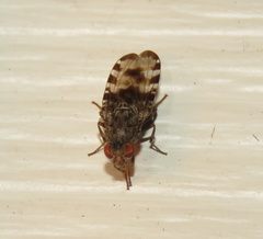 Pseudotephritis approximata