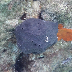 Irciniidae