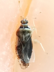 Monosteira unicostata