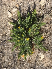 Deinandra clementina