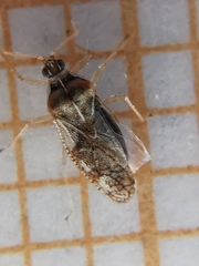 Monosteira unicostata