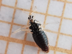 Monosteira unicostata
