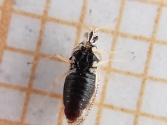 Monosteira unicostata