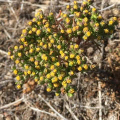 Amblyopappus pusillus