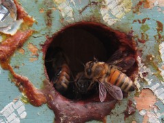 Apis mellifera