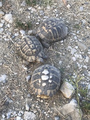 Testudo hermanni