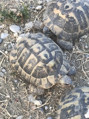 Testudo hermanni