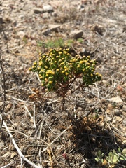 Amblyopappus pusillus