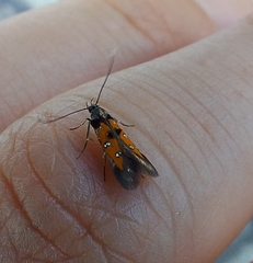 Chrysoclista linneella