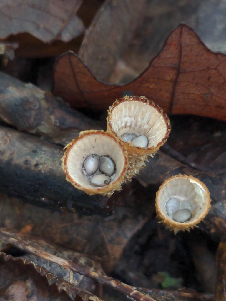 Cyathus