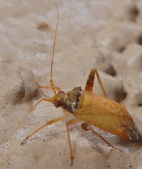 Phytocoris ramosus