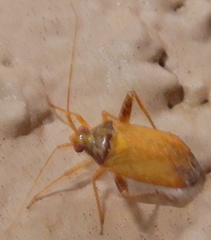Phytocoris ramosus