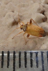 Phytocoris ramosus