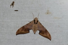 Ambulyx sericeipennis