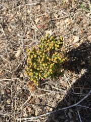 Amblyopappus pusillus