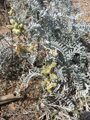 Astragalus miguelensis