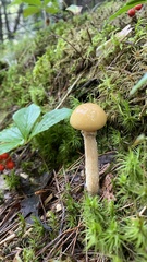 Suillus acidus