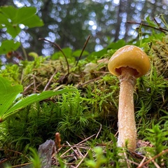 Suillus acidus