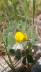 Acmispon brachycarpus