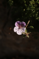 Erodium glandulosum
