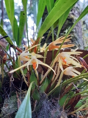 Maxillaria weberbaueri
