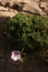 Erodium glandulosum