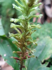 Microchilus
