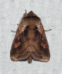Bellura densa