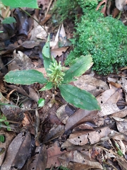 Microchilus