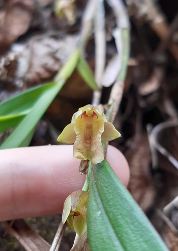 Dotted Orchid (Scaphyglottis punctulata)