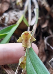 Scaphyglottis punctulata