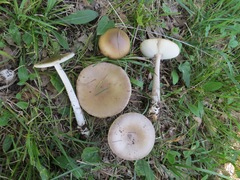 Amanita argentea